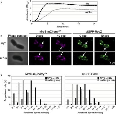 Alteration of Membrane Fluidity or Phospholipid Composition Perturbs Rotation of MreB Complexes in Escherichia coli